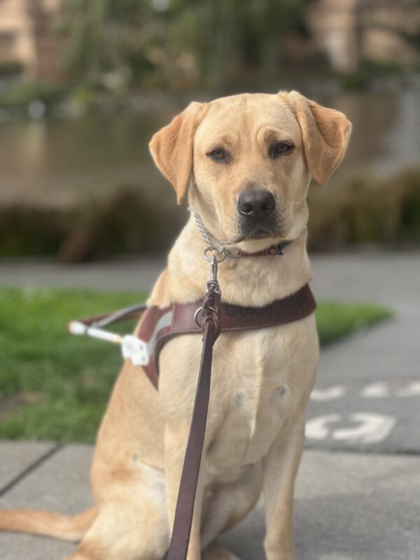 Moonlight proudly wears her harness and sits for a photo in front of a park. The grass and pond in the background are blurred out making her the focus of the photo.