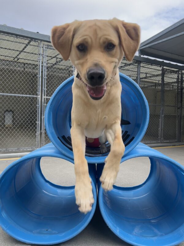 Moonlight is enjoying time playing in an enclosed area. She leaps out of a barrel towards the camera. She is one happy girl.