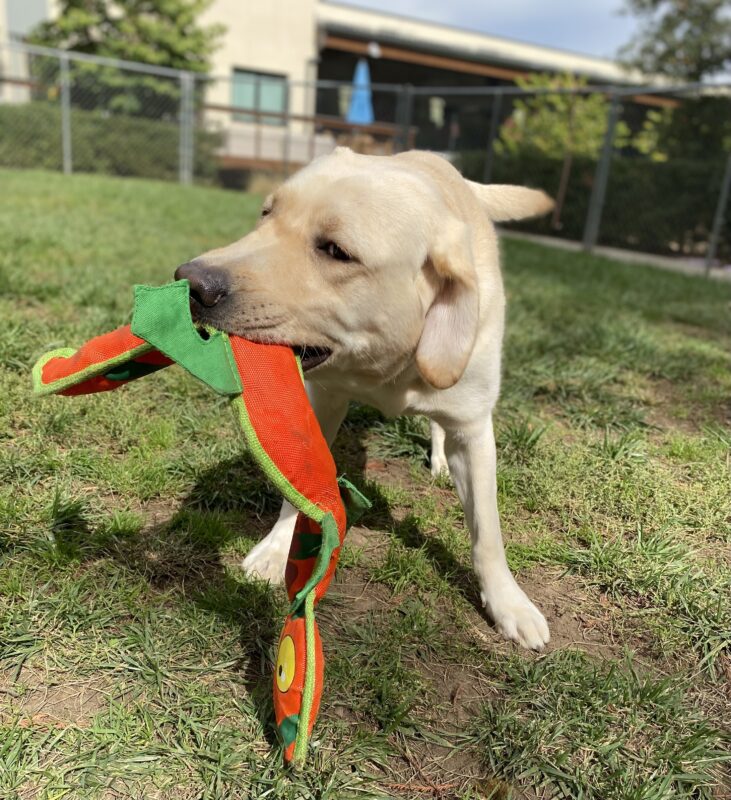 Eleanor is in the play yard with an orange lizard toy. The photo has captured her mid-shake with the toy in her mouth.