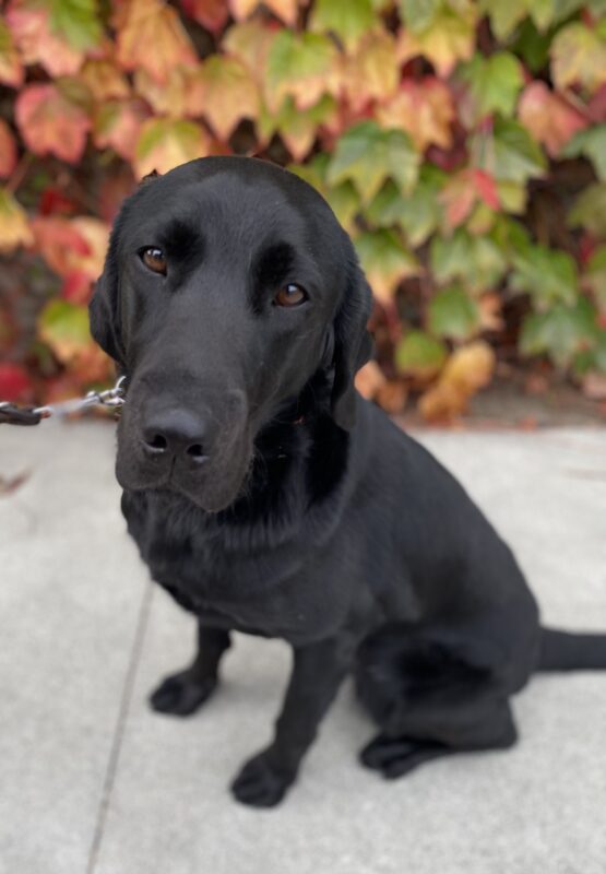 Honda (black lab) is sitting in front of a wall with fall colors.  Her dark brown eyes coordinate well with the background colors.