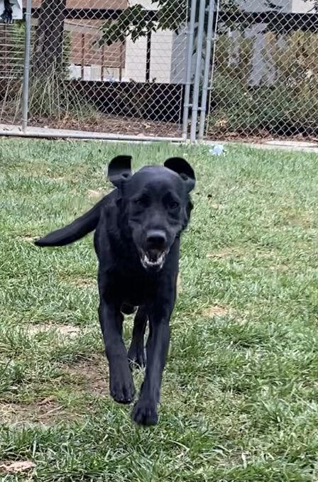 This photo was taken from video.  In the play yard, Honda (black lab) is running straight towards the me with her front paws off the ground, her ears both flapping up and her mouth open.