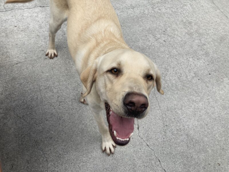 Daxton is running around in the community run area with his mouth half open and tongue out panting.