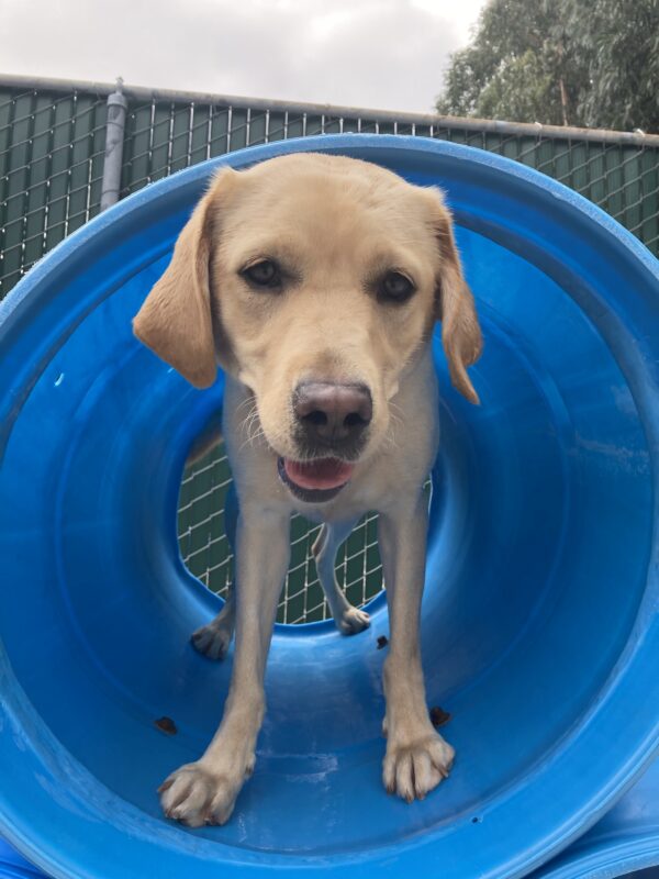 Flora stands in a blue play structure in the community run area. She is looking at the camera and her mouth is slightly open panting.