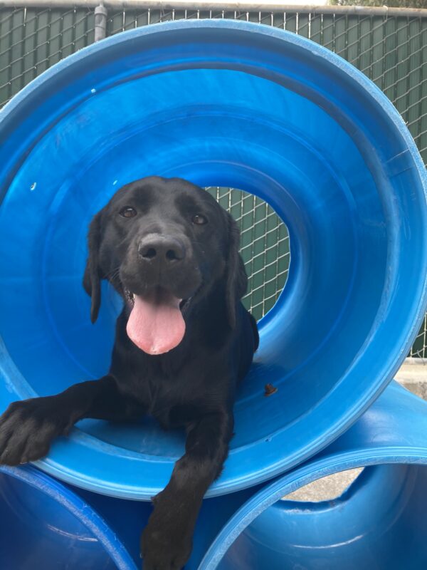 Blanchett is laying down in a blue play structure in community run. She is looking at the camera and her tongue is slightly out of her mouth.
