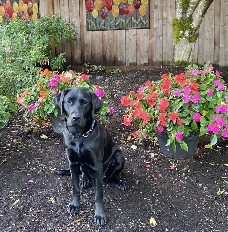 Nadine sits outside and is looking at the camera. She is in the barkdust with several pots of colorful flowers behind her.