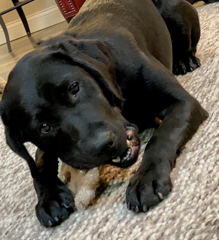 Nadine is lying inside on the carpet facing the camera chewing on a nylabone