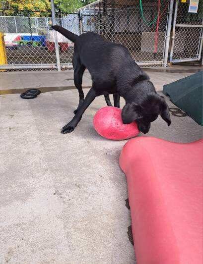 An action shot of John playing in community run. He is attempting to grab a red jolly egg with his mouth.