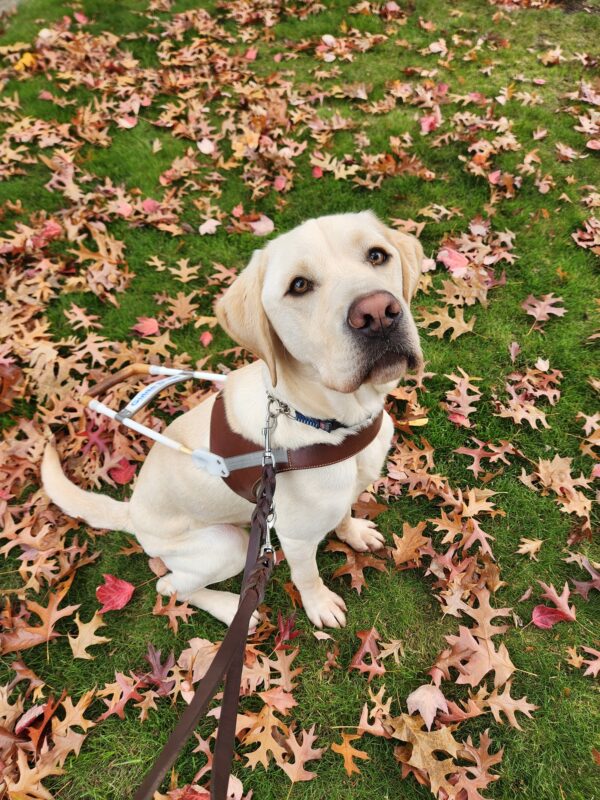 Terry sits, in harness, in the grass, surrounded by fall leaves. He is looking up and into the camera with an attentive expression.