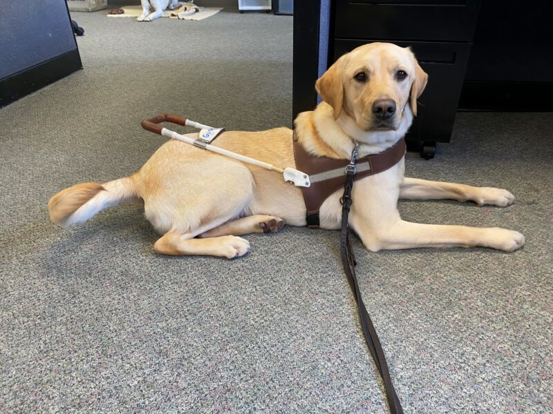 Al a male, yellow lab lays in harness, his tail clearly in motion. He is in an office with cabinets behind him.
