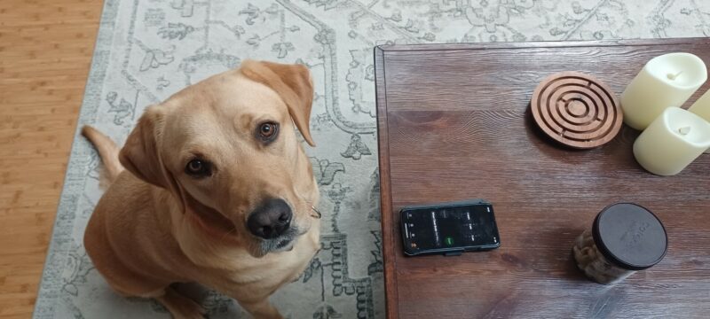 Anderson sitting on a wood floor with a rug, there is a coffee table in front of him. He's looking up at the camera.