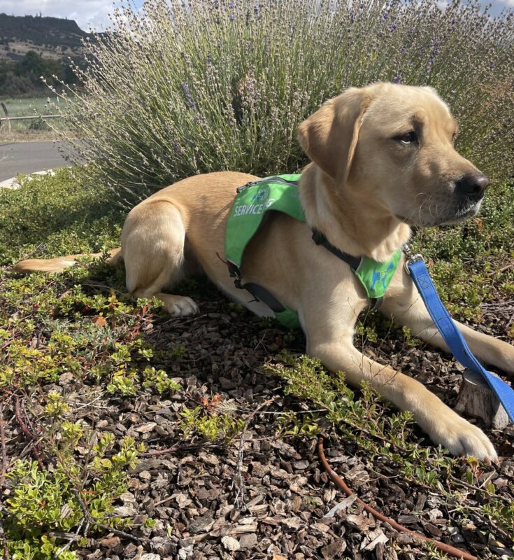 Yellow Lab Annika wearing her green service vest, laying down in a garden area.