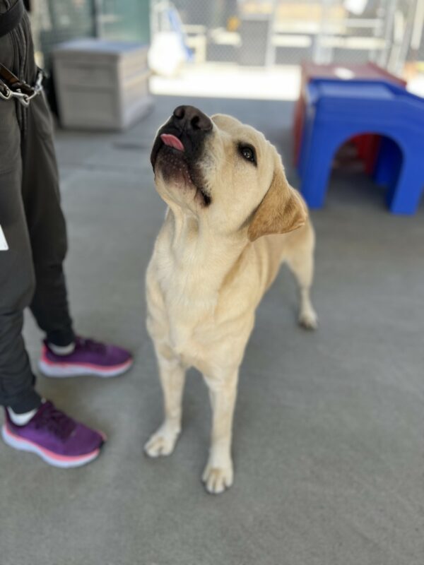 Arden is standing in community run with his tongue slightly sticking out as he stares up at his handler.