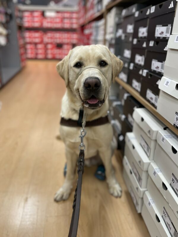 Arden is sitting in the shoe aisle of a department store. He is wearing a harness, gentle leader and 2 booties on his back paws.