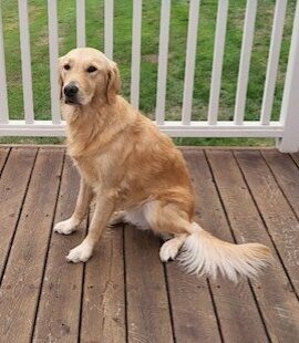 <p>Sweet Golden Retriever, Ari, sits tall on a wooden deck outlined by a white slat bannister. He looks very majestic with his thick coat and his tail feathered out behind him.</p>