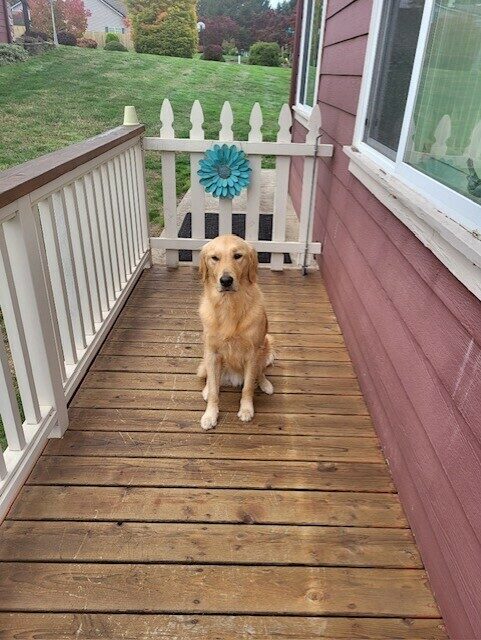 Ari, a Golden Retriever, sits patiently on a deck which is outlined by a white slat bannister and white gate, the gate adorned with a big blue flower decoration. Behind Ari, you also see green grass and many trees taking on the new fall colors.