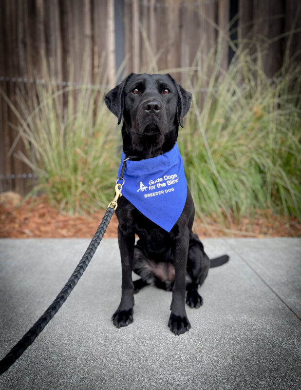 Petite black Lab Avani sits on a sidewalk in front of a wooden fence wearing her blue breeder scarf