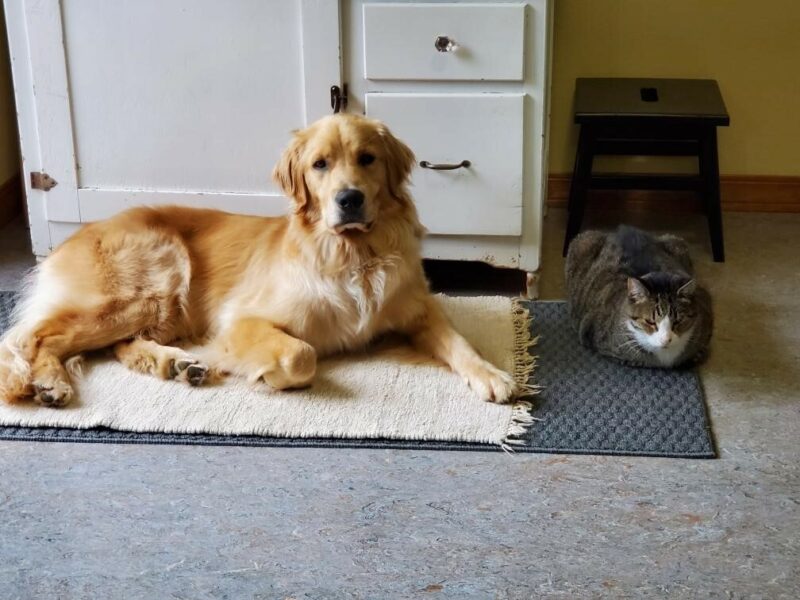Bart lays in front of a cabinet next to a tabby cat, both looking at the camera.