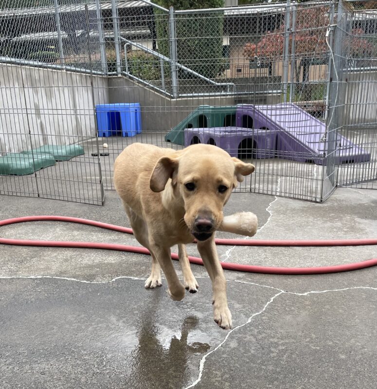 Bea is running towards the camera with a bone in her mouth. Her ears are flapping in the wind.