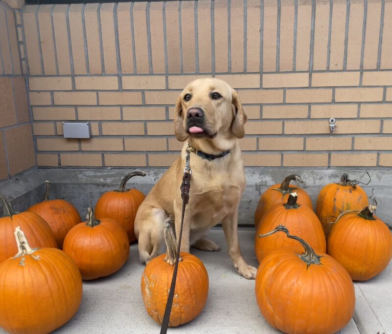 Bea sits while slightly sticking out her tongue. She is surrounded by pumpkins.