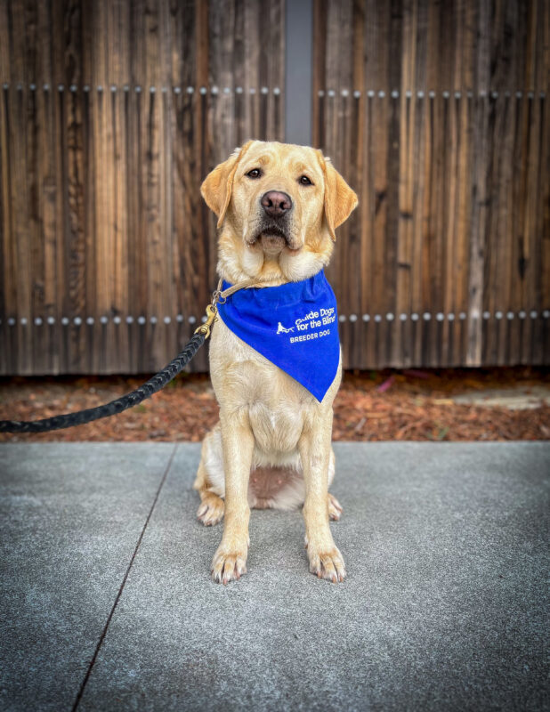 Cute little yellow Lab Bermuda sits on a sidewalk in front of a wooden fence wearing her blue breeder scarf