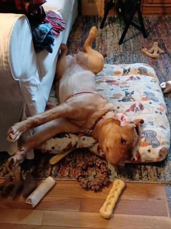 Dark yellow Lab Briar laying on her dog bed upside-down with her front feet in the air. She's got toys all around her.