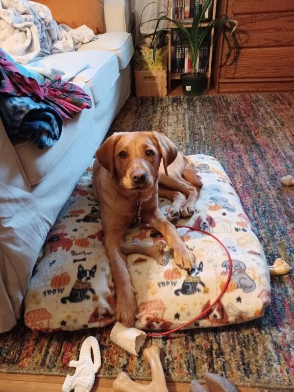 Dark yellow Lab Briar laying on her dog bed looking at the camera. She has a bone between her paws.