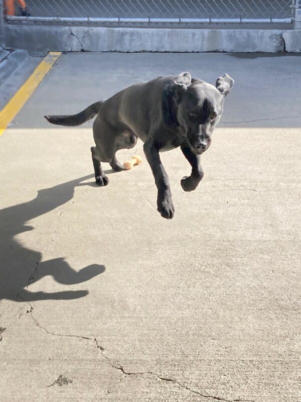 Bruno running full speed towards the camera during some off leash play time.