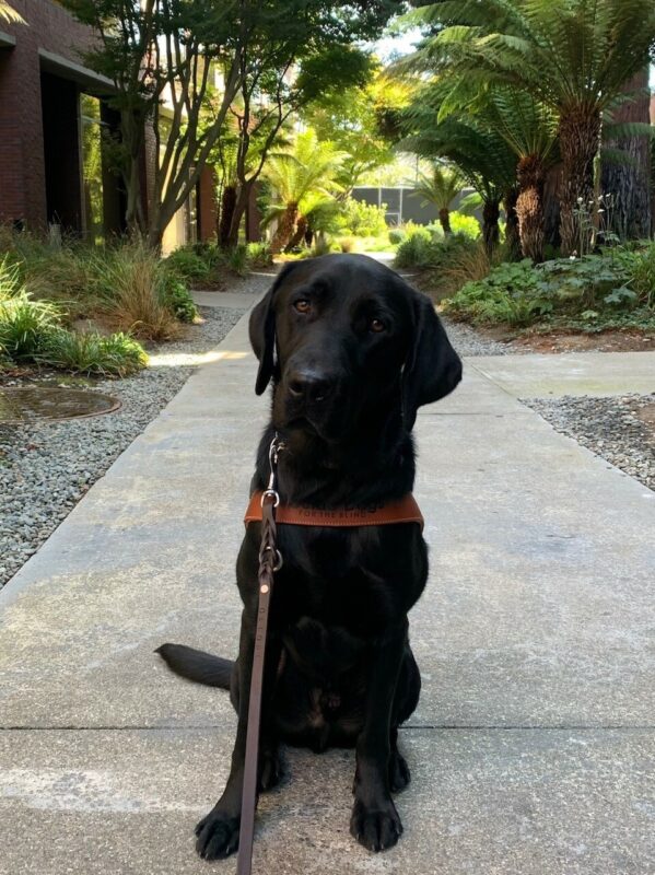 Bruno sits in harness on a walking path surrounded by tall tropical foliage.