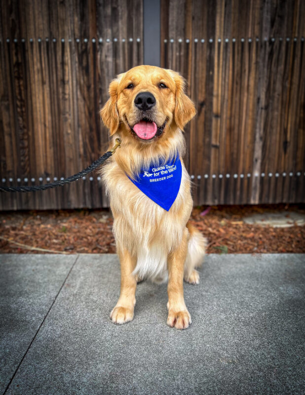 Handsome Golden Retriever Chipper sits on a sidewalk in front of a wooden fence wearing his blue breeder scarf.