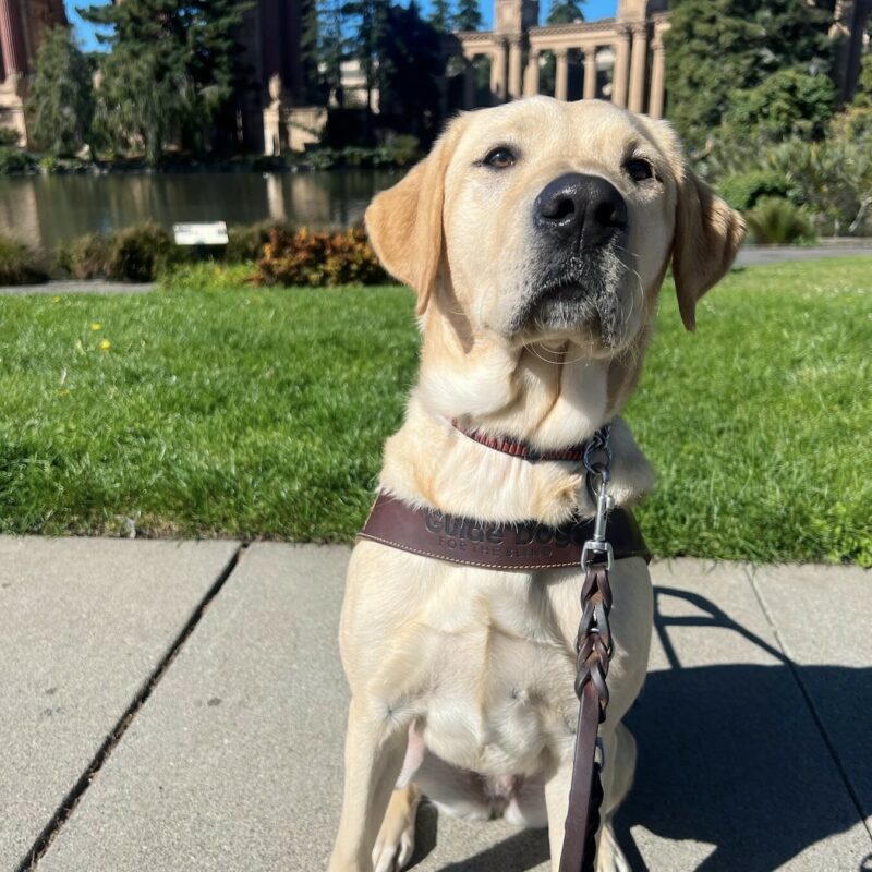 Danette is sitting in front of the Palace of Fine Arts in San Francisco. She is wearing her harness and is gazing at the camera with a serious expression on her face.