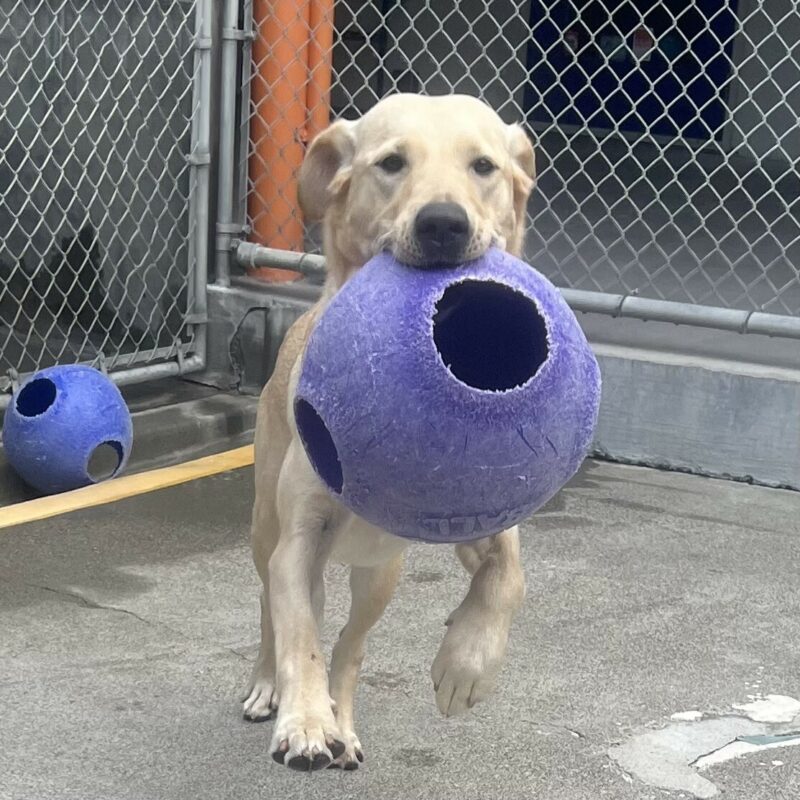 Danette is playing in community run while carrying a jolly ball in her mouth. In the photo she is running and looks like she is flying in midair.