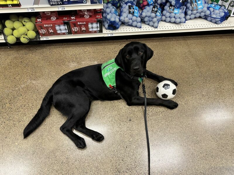 Black Lab Dax in his green service vest laying on a floor in a store in front of sports equipment. He has a soccer ball between his feet.