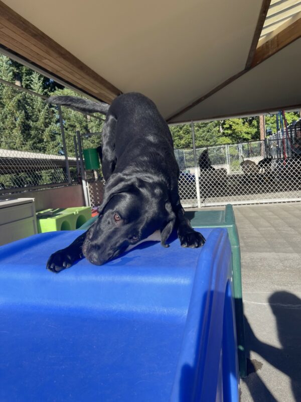 DeVito, a tall male black Labrador, lays on a blue plastic play structure while chewing on a bone. He is in downward dog positioning and is looking away from the camera.