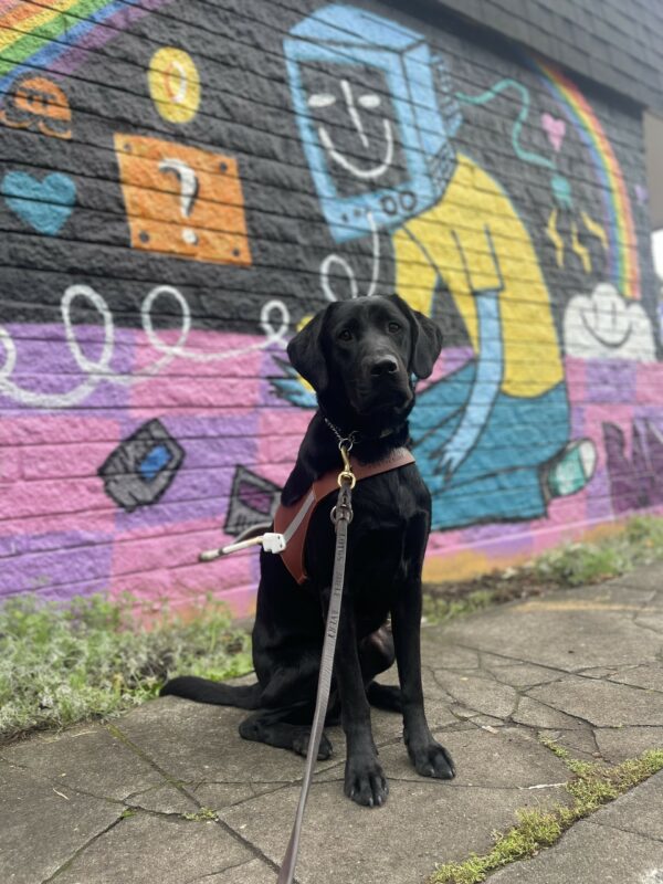DeVito, a tall male black Labrador, sits in front of a mural. The mural is full of pinks, purples, blues, and has a rainbow in it. He is wearing his leather guide dog harness and is looking at the camera.