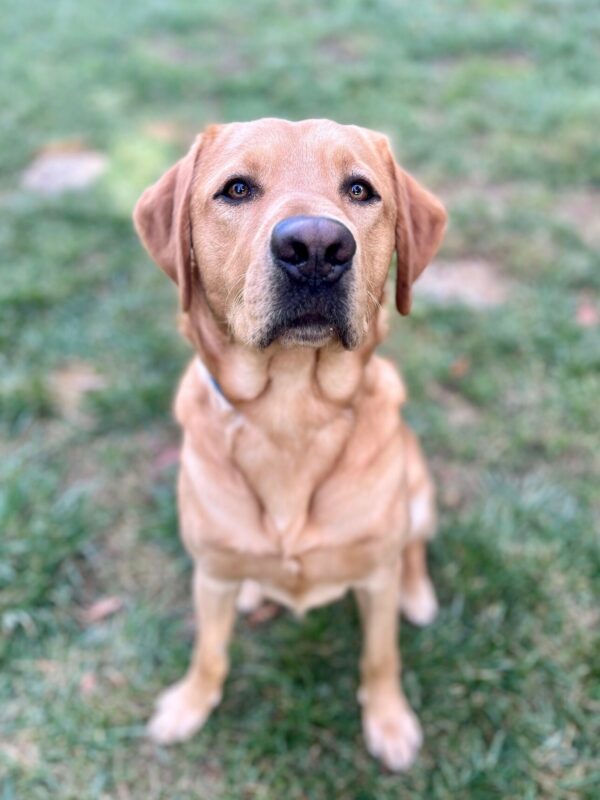 Devo sits, off-leash, in a grassy paly yard looking up at the camera.
