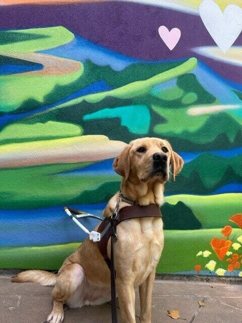 Yellow lab female Dorothy, sits posing in front of a colorful landscape mural. There are mountain shapes, purple hearts, and orange poppies painted in the mural. Dorothy is in harness and posing professionally.