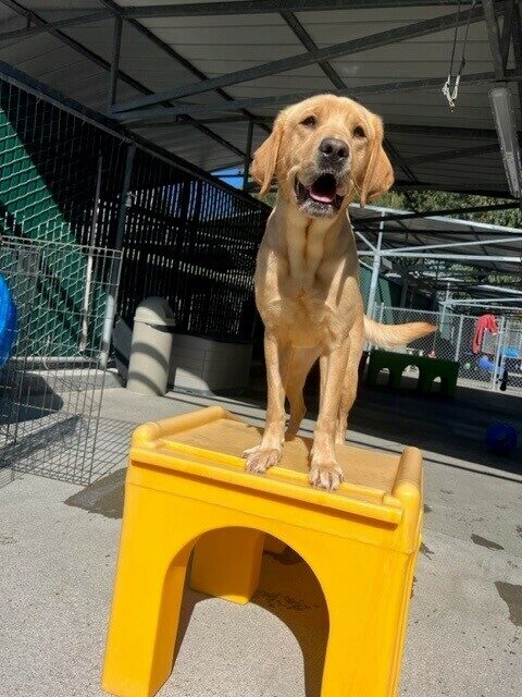 Yellow lab female Dorothy, stands on a yellow play structure in community run. She has her mouth open in a smile and you can see her blurred tail wagging to the side.