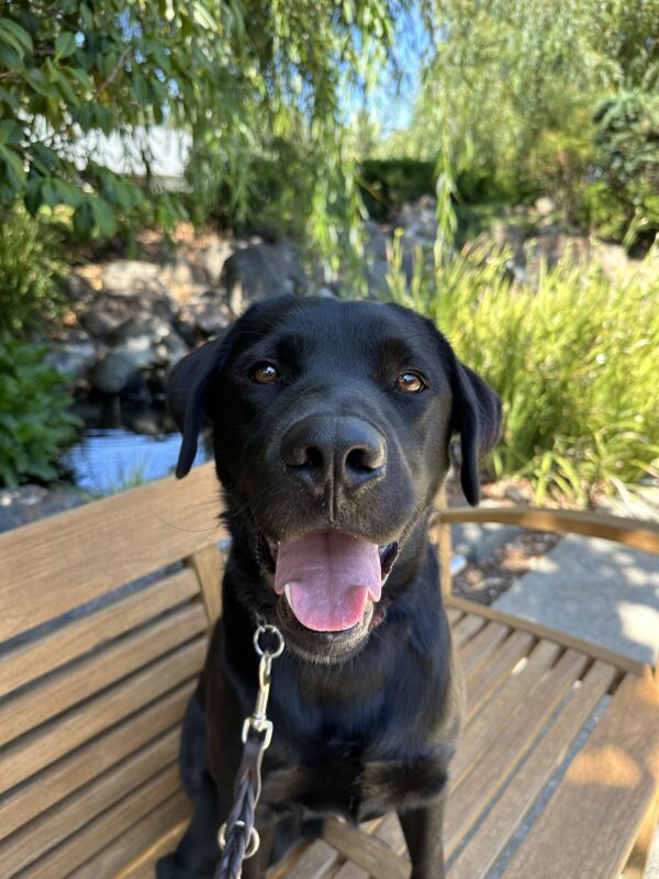 <p>Black Labrador Retriever Dudley sits on a bench with blurred pond and greenery behind him. Dudley is looking directly at the camera with his mouth open and pink tongue hanging out.</p>