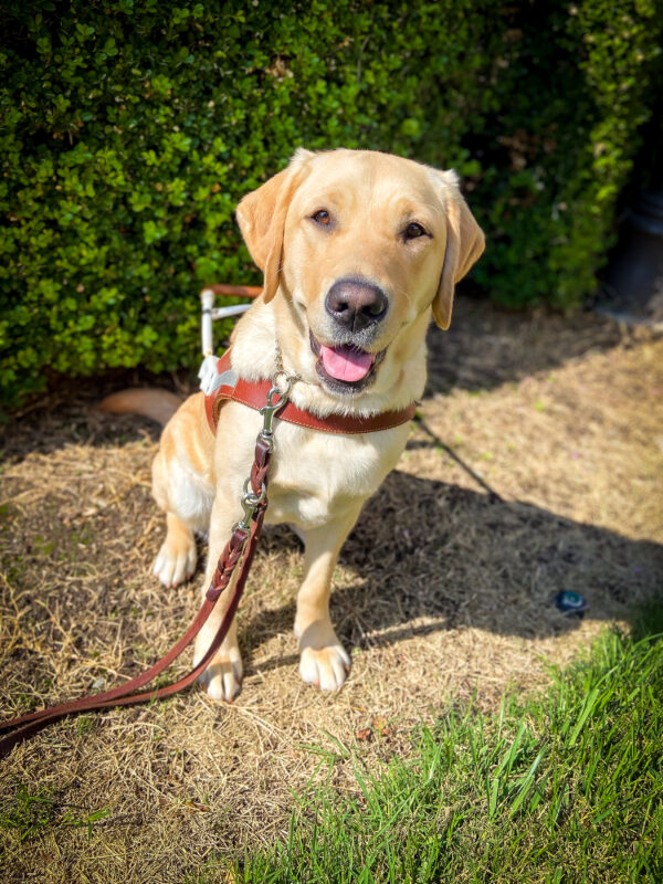 Happy yellow girl Estreya sits near a lawn in front of green bushes wearing a guide dog harness and a sweet smile.