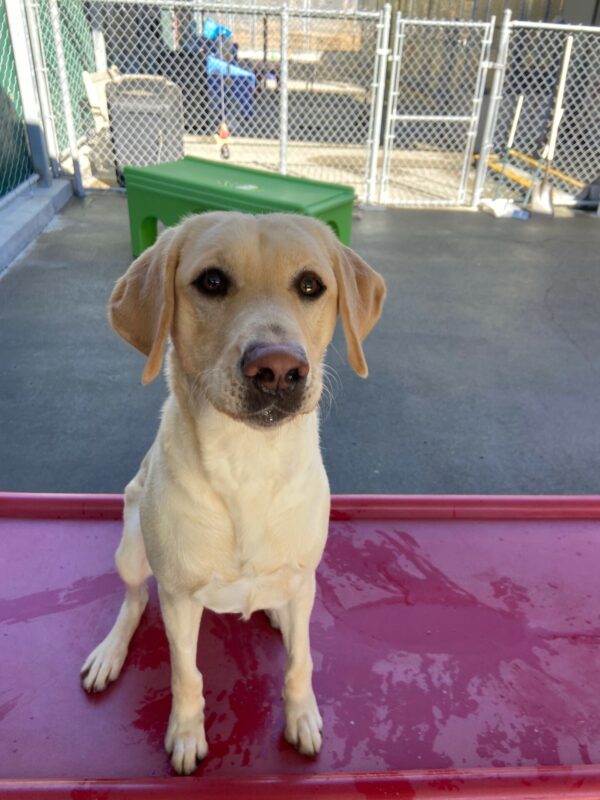 Fate sits on a large red play structure in community run. She is looking at the camera with he mouth closed, but looks like she is eagerly awaiting a food reward.