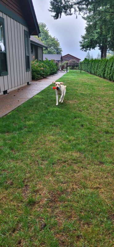 Felton is running towards the camera in a grassy yard at his foster care's home. He is holding an orange tug toy and is mid air with floppy ears.