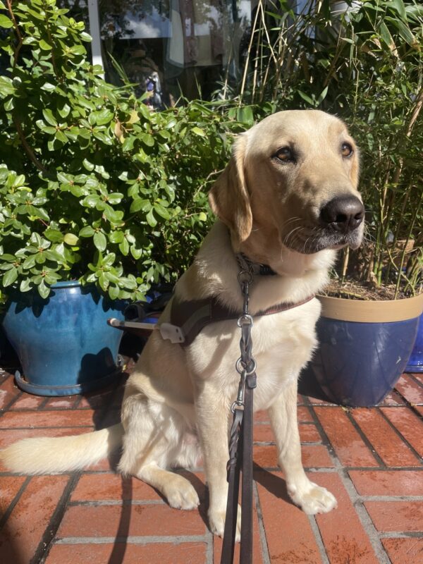 Felton is sitting in harness in front of large plants in blue bases. He is looking slightly behind the camera.