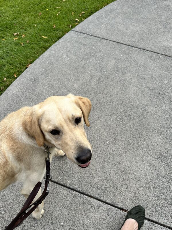 <p>Yellow Labrador - Golden Retriever crossbreed Folklore is walking on a concrete pathway, outlined by green grass. He pauses mid-stride looking back toward his handler.</p>