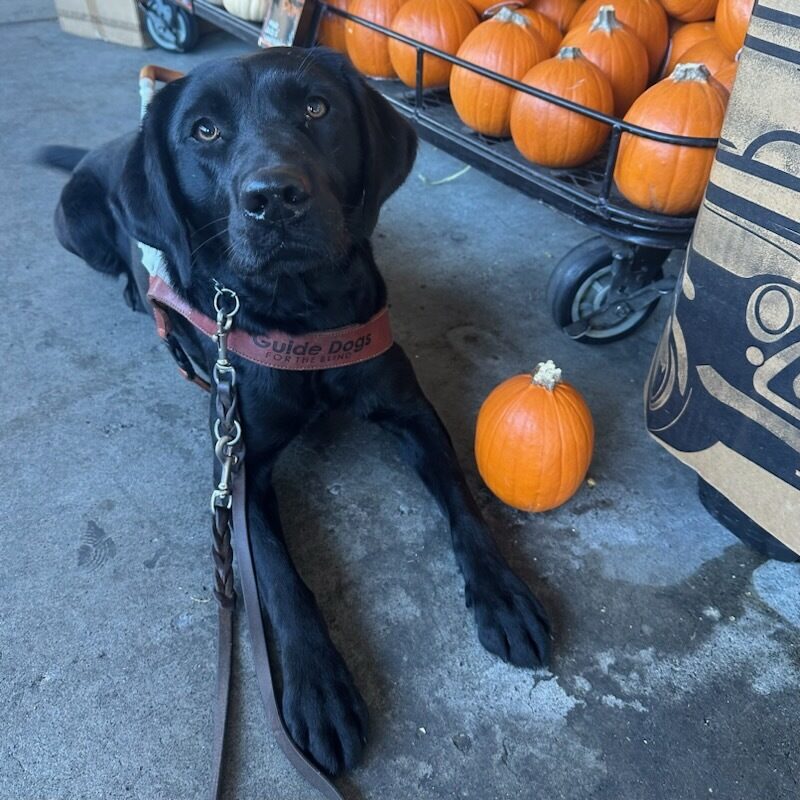 Francesca, black lab female, lays in a perfect sphynx pose in her GDB harness next to a big box of pumpkins with one pumpkin near her paw.