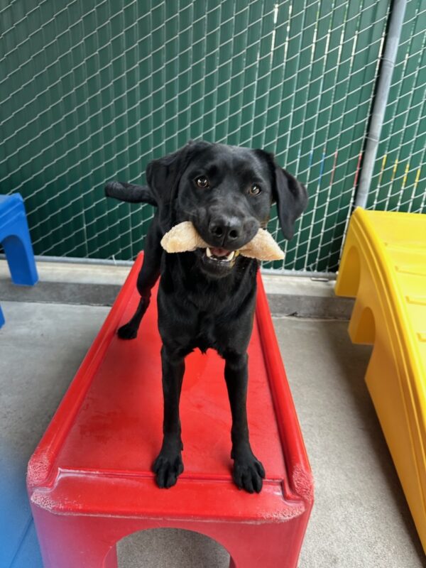 Francesca, black lab female, stands on a red play structure in community run with a big smile and a bone in her mouth. She looks at the camera with big brown eyes, as she waits to engage in play.