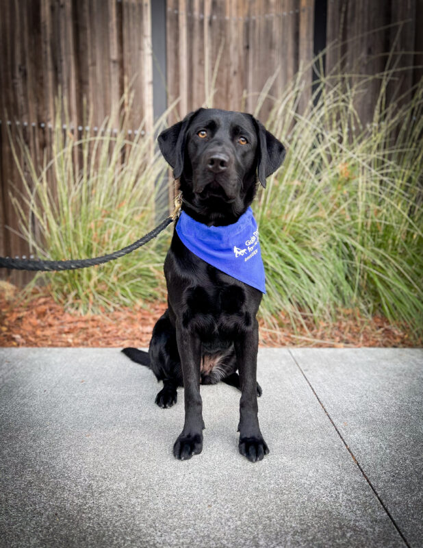 Black Lab Freebird sits on a sidewalk in front of green bushes wearing her blue breeder scarf.