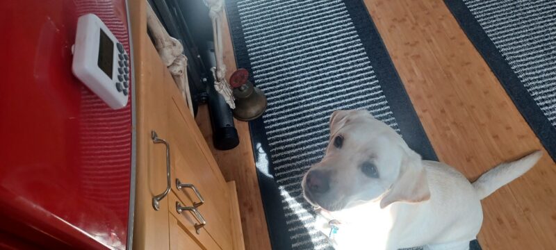 Yellow Lab Gadget demonstrates her alerting skills by sitting next to an over timer that is going off. Gadget sits on a black and white rug looking at the timer with cabinets and Halloween decorations visible.