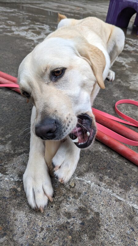 Galley lays in community run on top of red hoses. She is holding a bone between her paws that she is chewing on, and a purple play structure can be seen in the background.
