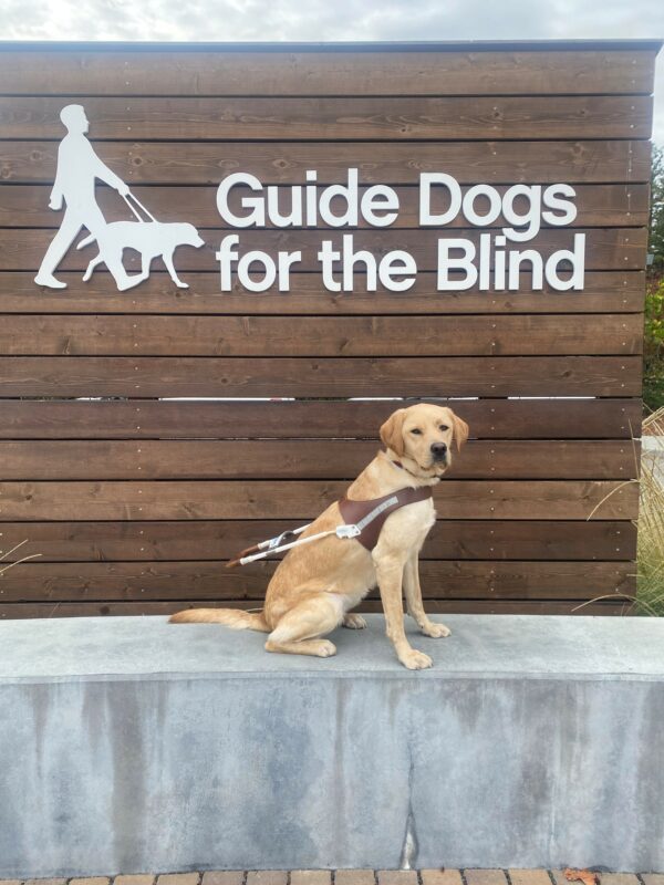 Glimmer a female, yellow lab sits sideways on top of a short wall. Her head faces the camera. Behind her is a wooden backdrop which reads, Guide Dogs for the Blind.