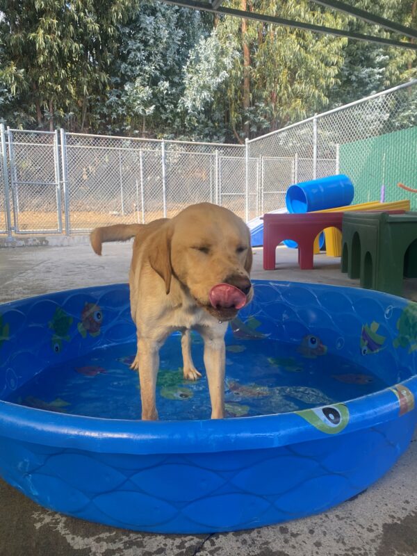 Glimmer a female, yellow lab stands in a shallow kiddy pool in a play yard. Her eyes are squinting, and she is licking her nose.